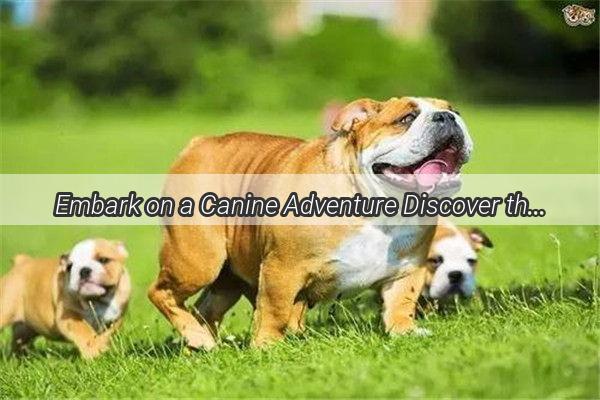 Embark on a Canine Adventure Discover the Exciting Breeds of Dogs Youre About to Welcome into Your Life